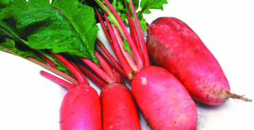 Long red radish