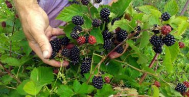 Fructe de mure Loch Tay Thornless Blackberry