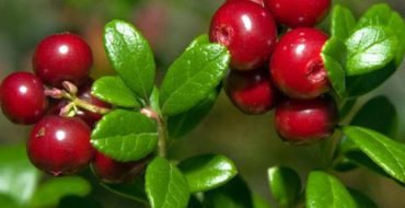 Fructe coapte de lingonberry de grădină