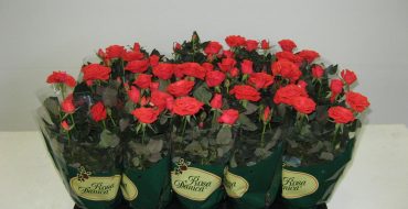 Rose Cordana in pots