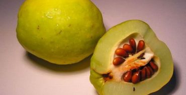 Cutaway de fructe de gutui