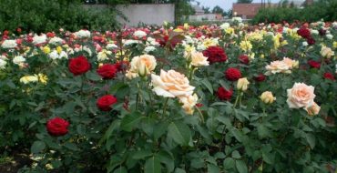 Different types of roses growing in the country