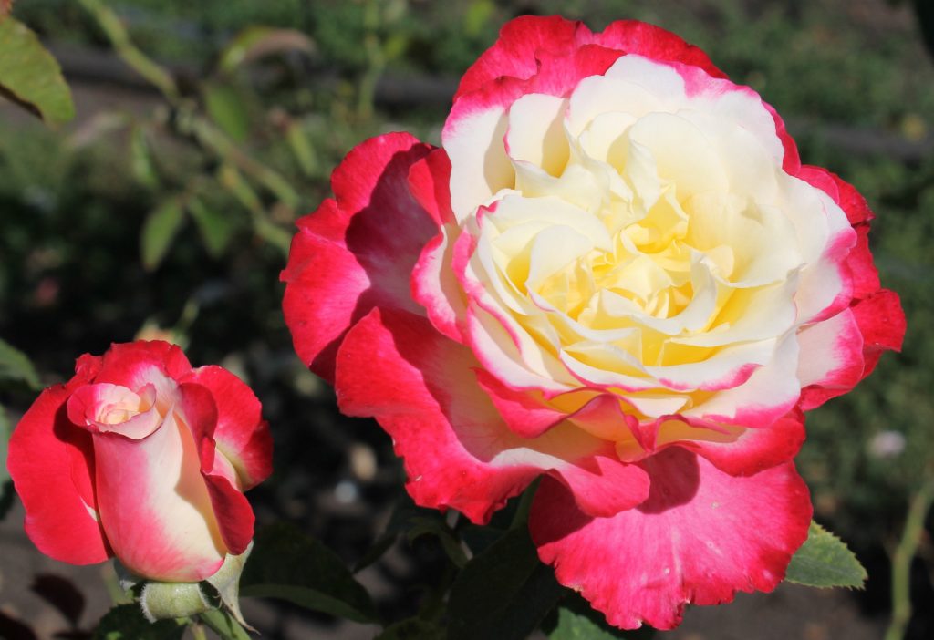 Double Delight - trandafir în două tonuri