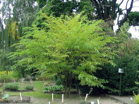 Dekorativer Maulbeerbaum im Garten