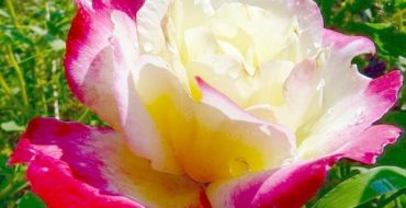 Blooming bud of hybrid tea rose