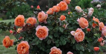 Rose variety Lady of Shalott