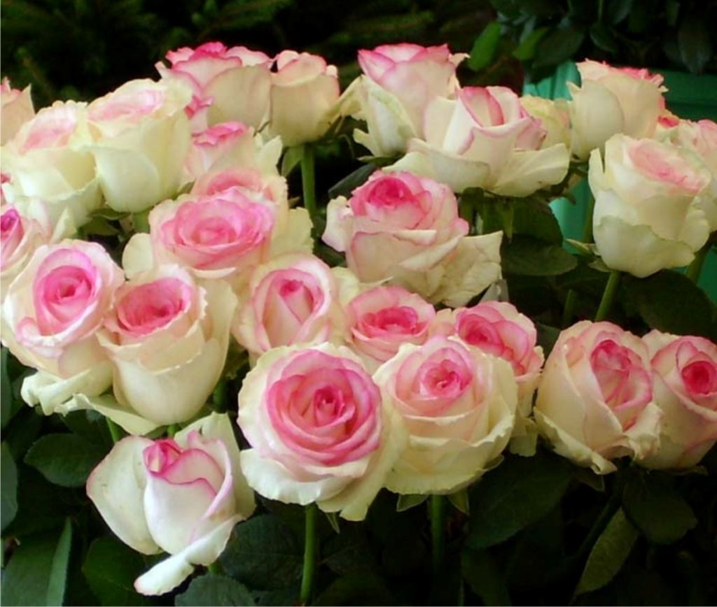 Buchet de trandafiri moi albi-roz Dolce Vita