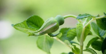 Unblown rose flower