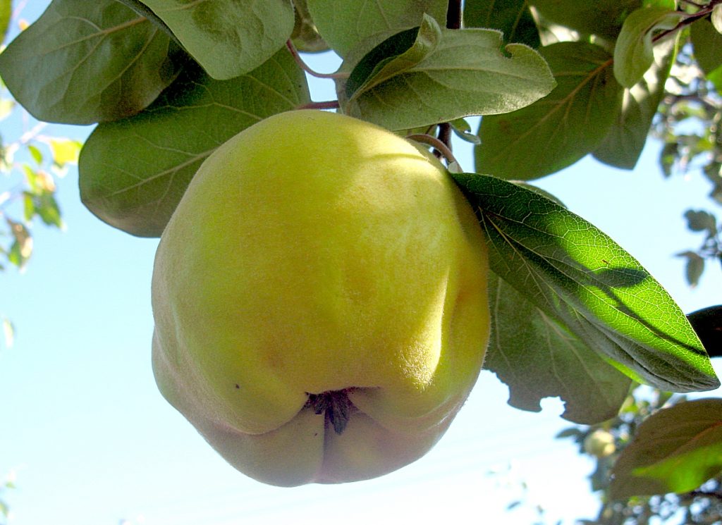 Soi de pomi fructiferi Ulei timpuriu poate