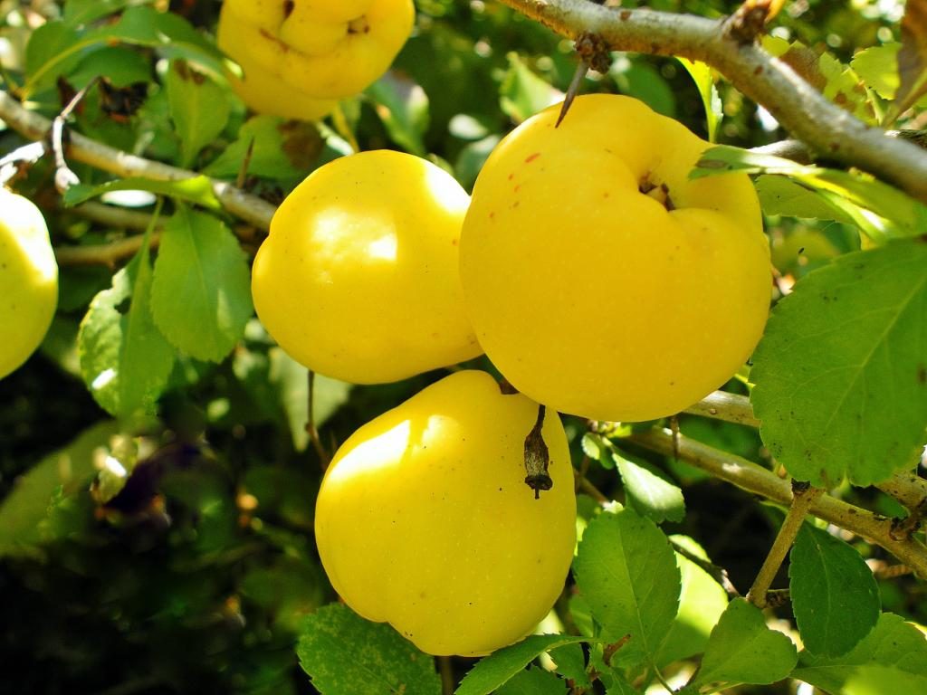Fructe de gutui de mere