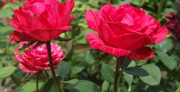 Flowerbed red rose