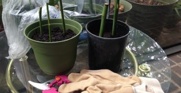 Growing rose cuttings in a container