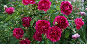 English roses William Shakespeare