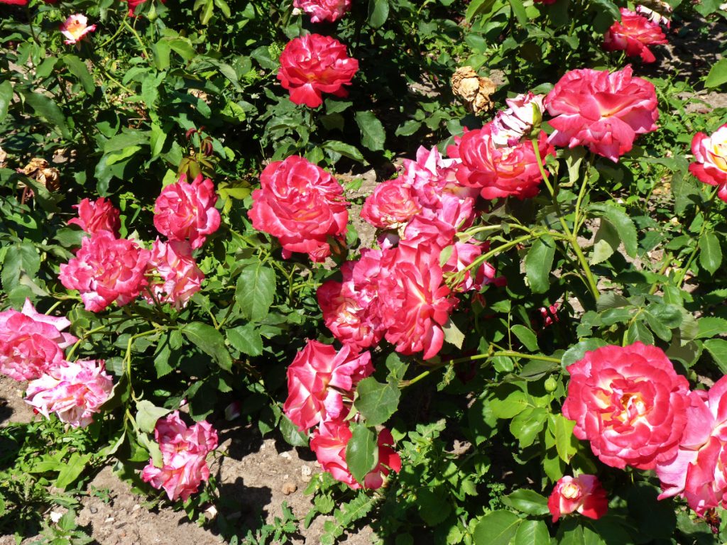 Cultivarea unui trandafir într-o locație însorită