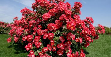 Parkrosen wachsen im Garten