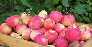 تفاح الخريف - Streyfling