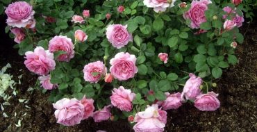 Englische Rose Prinzessin Alexandra von Kent