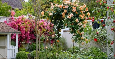 Schöner Rosengarten auf dem Land