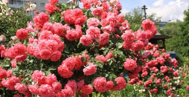 Kletterrose Rosarium Utersen