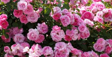 Tea rose bush