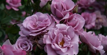 Purple garden roses