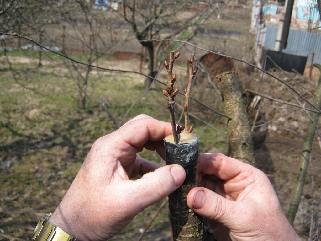 Procedura de altoire a unui pom fructifer pe prune de cireș