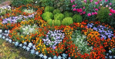 Einjährige Blumen in einem Blumenbeet