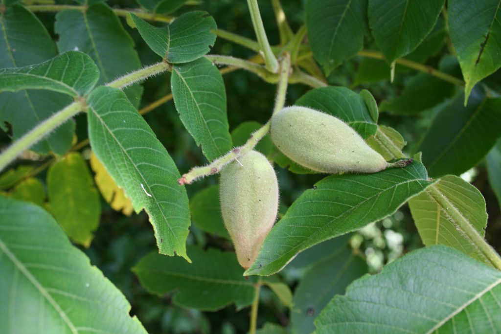 Fruct de nuc pe o ramură de copac