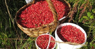 Harvested lingonberries