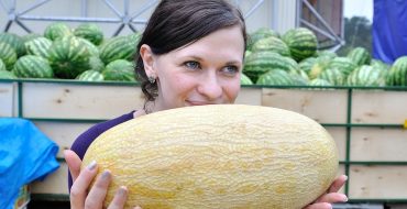 Große reife Melone in den Händen eines Mädchens