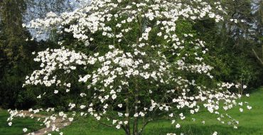 Cornouiller en fleurs