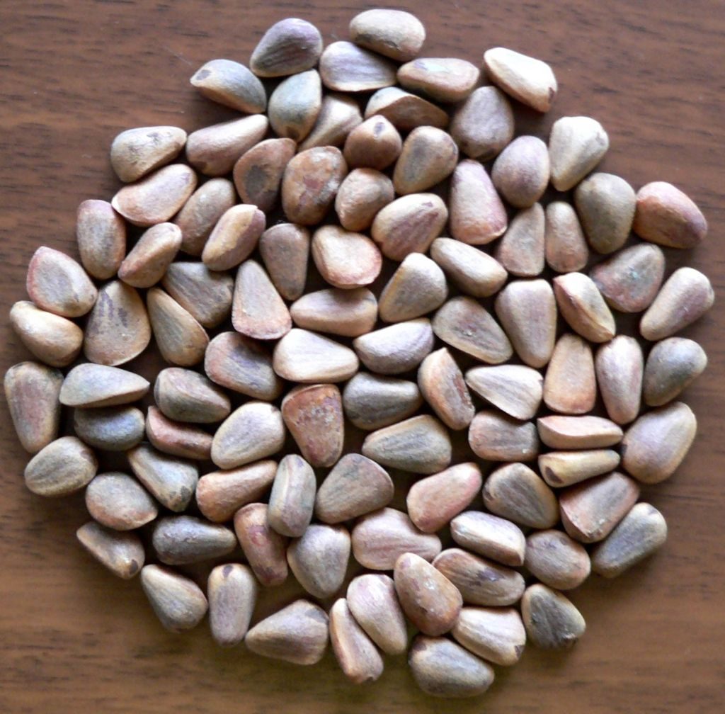 Semințe de cedru