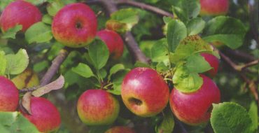 Apfelbaum baschkirisch schön