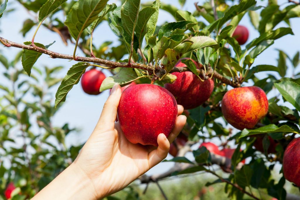 حصاد التفاح