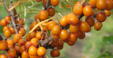 Variété d'argousier de Naran