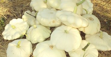 Growing squash in the garden