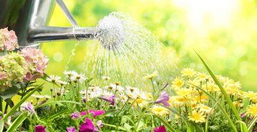 תהליך השקיית פרחים מפחית מים