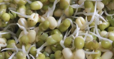 Semințe de fasole încolțite