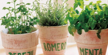 Growing greens and salads on the windowsill