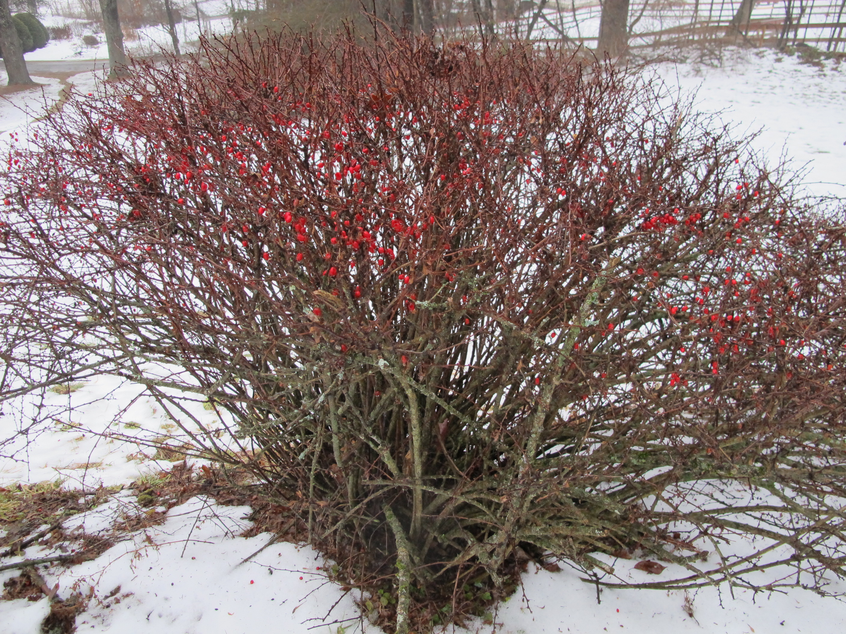 Arbust ornamental rezistent la îngheț