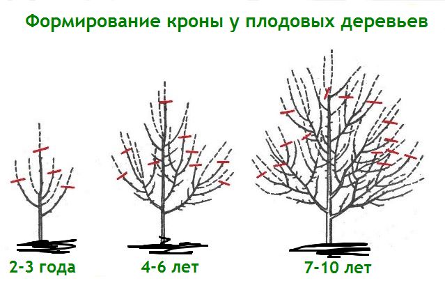 Beschneidungsschema für Birnenbäume