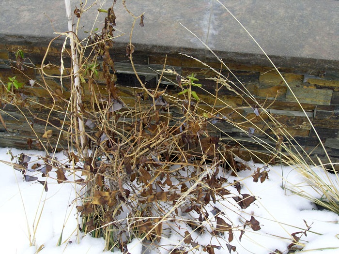 Überwinterung frostbeständiger Geißblattsorten
