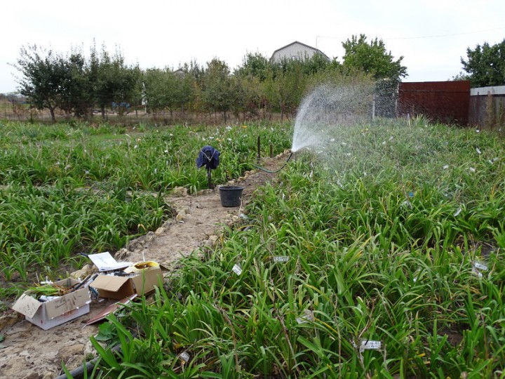 Irigarea toamnei cu încărcare de apă a culturilor înflorite