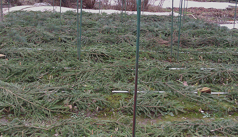 Adăpost de culturi înflorite cu ramuri de molid de pin